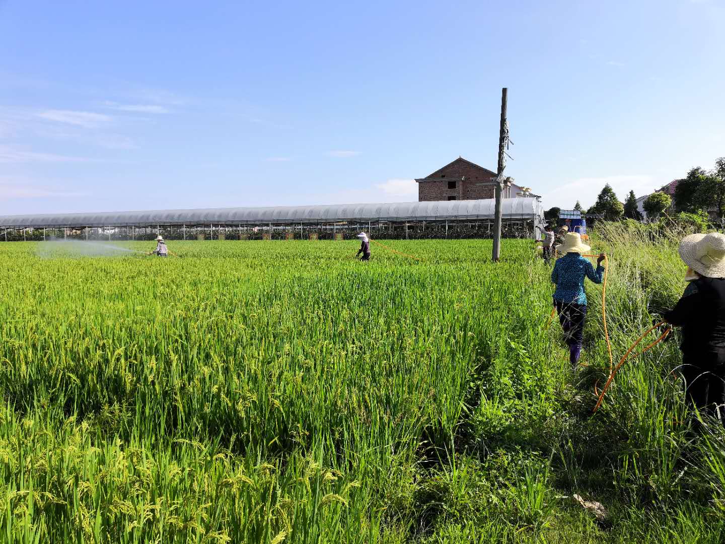 2017—2018年攸县项目阻控剂喷施