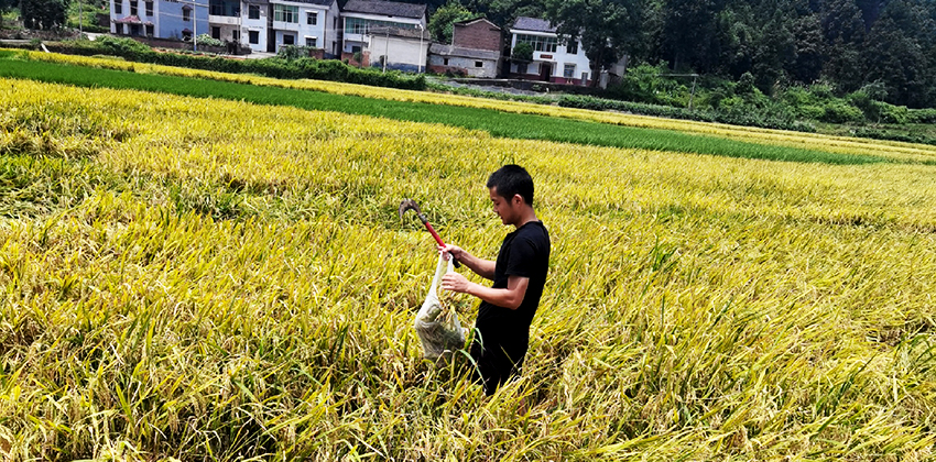 采集水稻样进行检测
