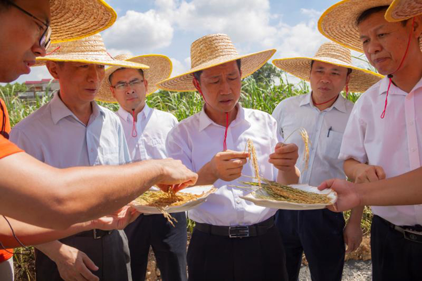 领导视察项目实施情况了解水稻长势与水稻谷粒饱满情况