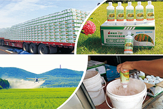 广东省增城市农场水稻重金属控制技术示范
